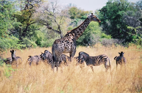 Go wild&nbsp;with South African Airlines' Cascades & Carnivores package, which takes you to South Africa, Zimbabwe and Botswana, starting at $4,799.